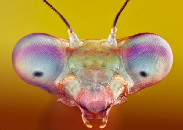 İzole Prohierodula picta mantis makro