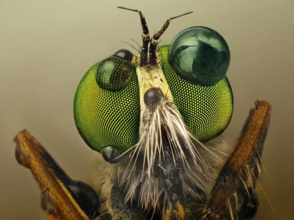 Extreme sharp and detailed macro of robber fly — Stock Photo, Image