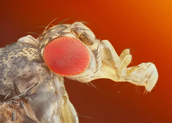 Drosophila melanogaster gyümölcslégy extrém makró közelről — Stock Fotó