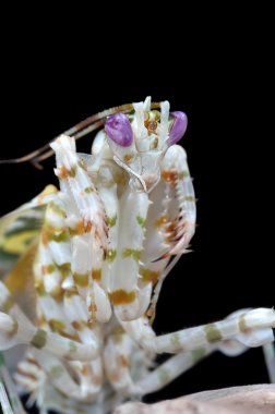 Pseudocreobotra wahlbergii erkek mantis siyah arka plan üzerine