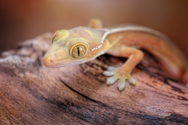 Gekko vittatus makro gecko