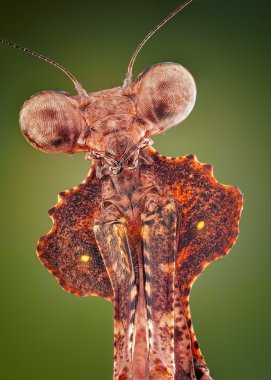 Malezya ölü yaprak Mantis/peygamber devesi / (Deroplatys Dessicata) aşırı keskin ve detaylı portre makro