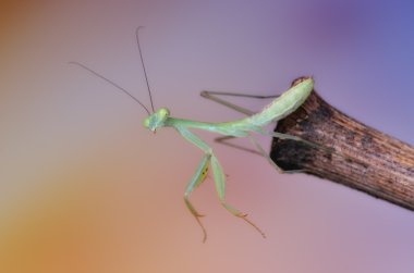 Alalomantis Sp mantis makro