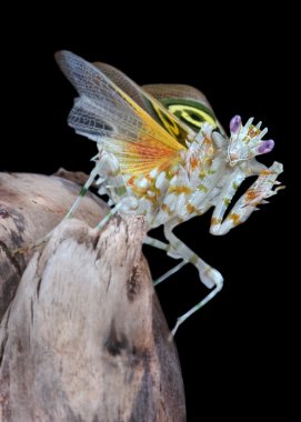 Pseudocreobotra wahlbergii erkek mantis kanatları göster