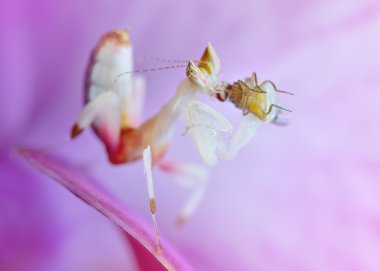 Hymenopus coronatus perisi L2 mantis makro av orkide çiçek ile