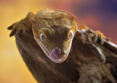 Tepeli gecko/Correlophus ciliatus makro