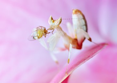 Hymenopus coronatus perisi L2 mantis makro av orkide çiçek ile