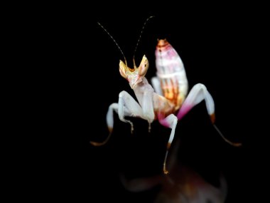 Hymenopus coronatus mantis perisi siyah arka plan üzerine