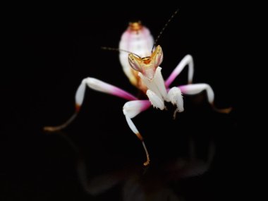 Hymenopus coronatus mantis perisi siyah arka plan üzerine