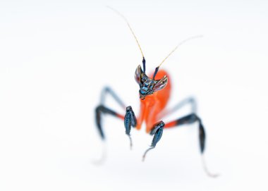 Hymenopus coronatus perisi L1 mantis makro beyaz arka plan üzerinde