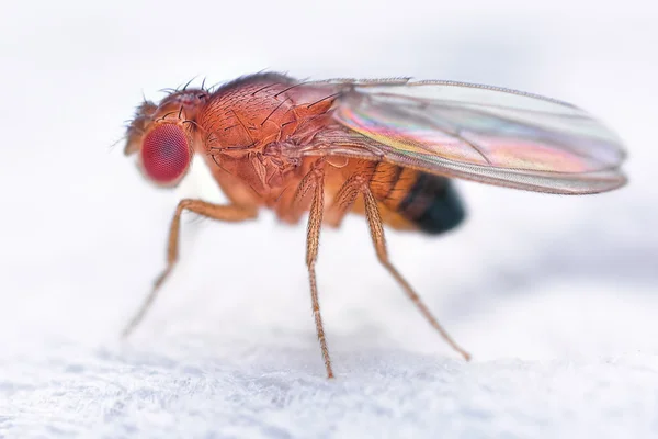 Drosophila melanogaster fruit fly extreme close up macro on white background