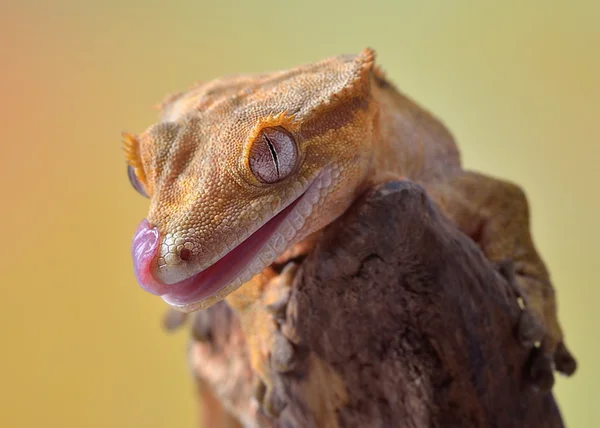 Crested gecko / Correlophus ciliatus macro — Fotografia de Stock