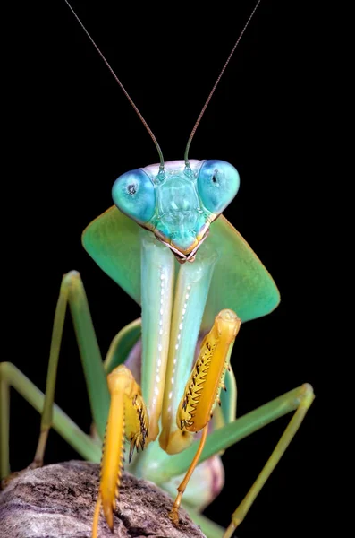 Rhombodera sp mantis sobre fundo preto — Fotografia de Stock