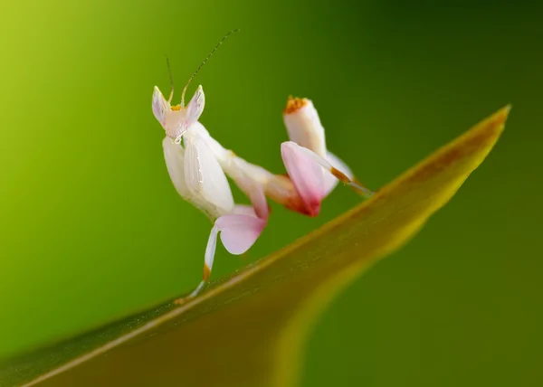 Hymenopus coronatus nymfa L5 makro — Stock fotografie