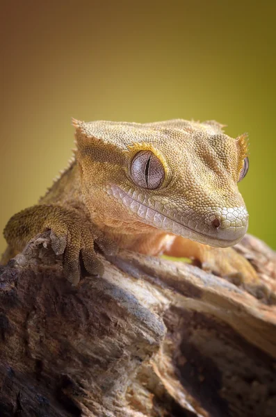 Crested gecko/Correlophus ciliatus macro — Stock Photo, Image