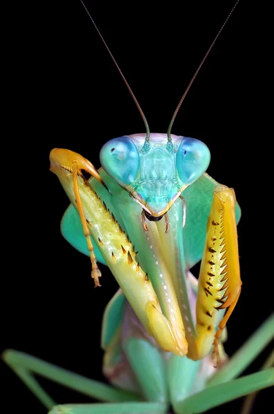 Rhombodera sp mantis sobre fondo negro — Foto de Stock