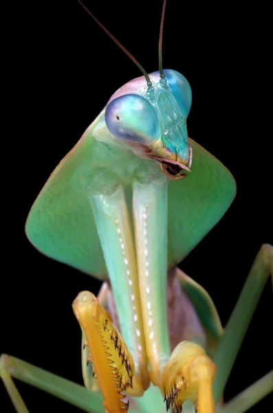 Rhombodera sp mantis sobre fundo preto — Fotografia de Stock