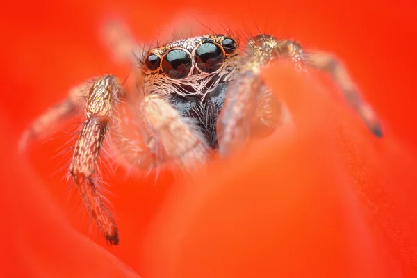 Salticus scenicus Hoppande spindel makro — Stockfoto