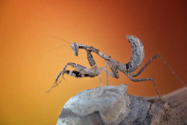 Mantis de folhas mortas da Malásia / Mantis de oração / (Deroplatys Dessicata) macro — Fotografia de Stock