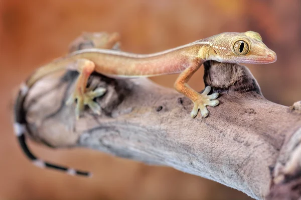 Gekko vittatus makro gecko — Stok fotoğraf