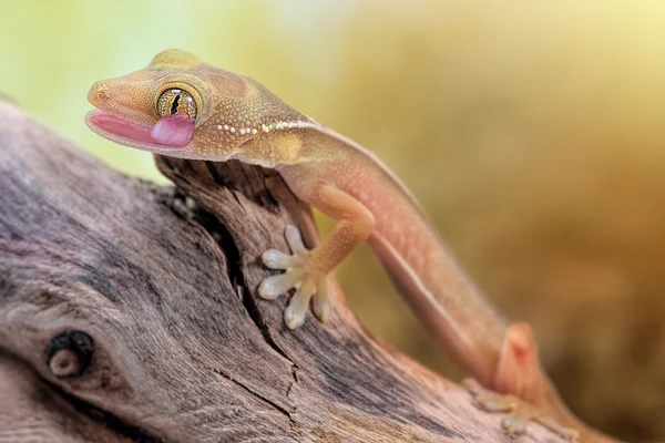 Gekko vittatus makro gecko — Zdjęcie stockowe