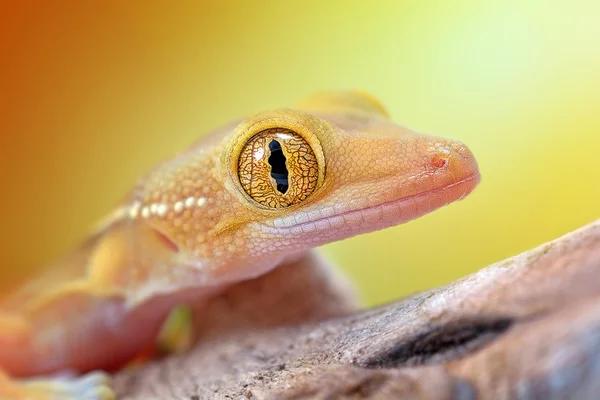 Gekko gecko de macro vittatus — Fotografia de Stock