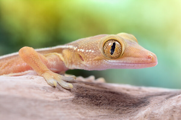 Gekko vittatus macro gecko
