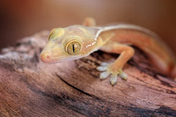 Gekko vittatus macro gecko — Stock Photo, Image