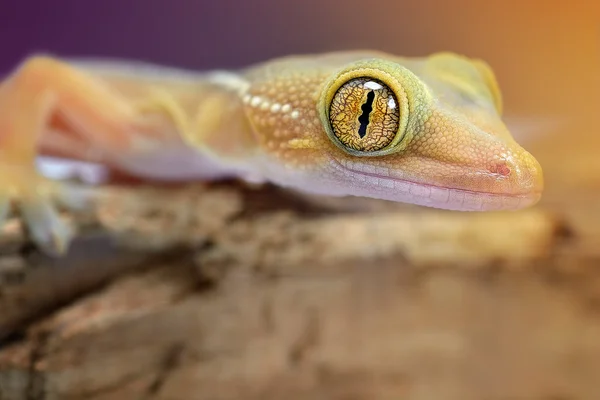 Gekko vittatus makro gecko — Zdjęcie stockowe