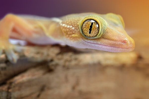 Gekko vittatus macro gecko
