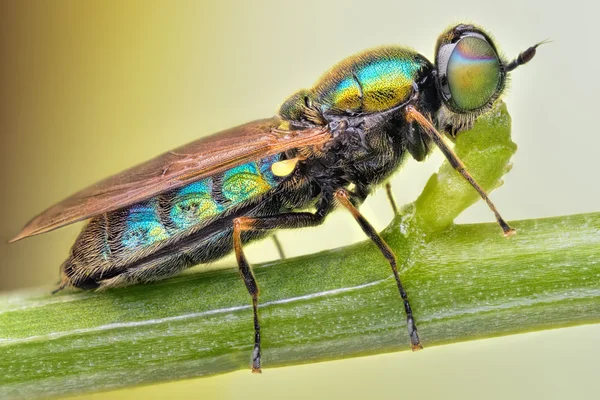 Chloromyia 台湾小さな飛ぶ自然のスタック — ストック写真