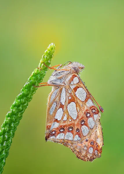 Drottningen av Spanien makro fjäril (Issoria lathonia) — Stockfoto