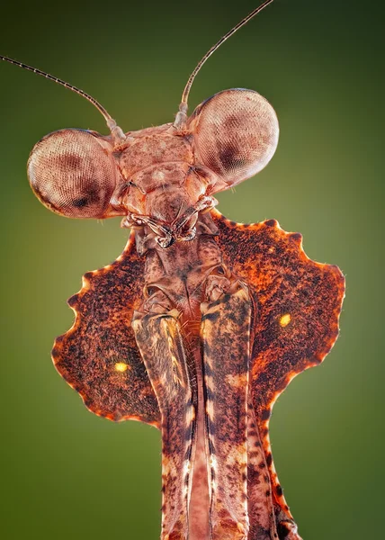 Malajziai halott levél Mantis/imádkozó sáska (Deroplatys Dessicata) szélsőséges éles és részletes portré makróként — Stock Fotó