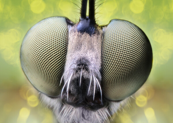 Extreme sharp and detailed macro of robber fly