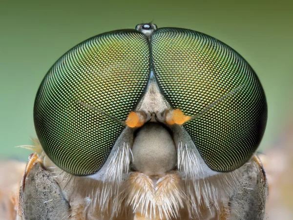 Extremes Portraitmakro der polierten grünen Fliege — Stockfoto