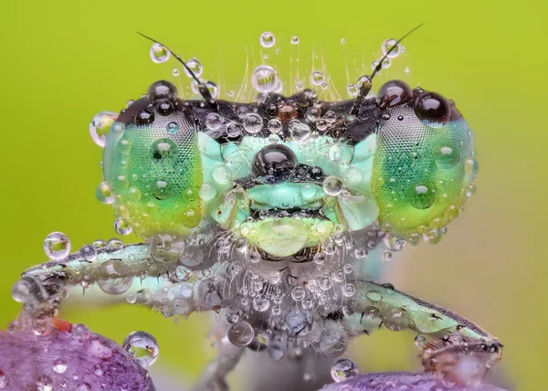 Extrema fechadura afiada e detalhada de polonês damselfly verde (Ischnura elegans ) — Fotografia de Stock