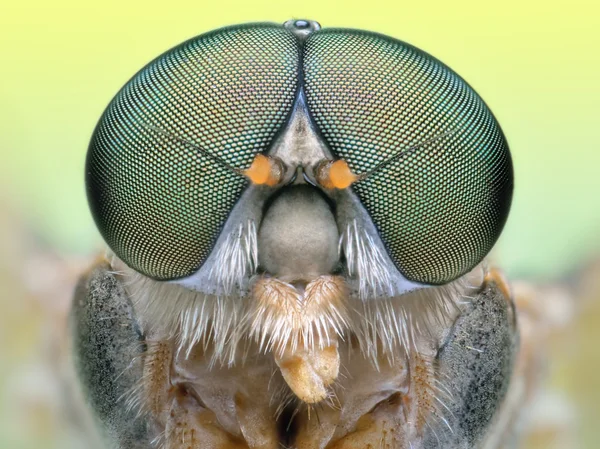 Extreme portrait macro of polish green fly — Stock Photo, Image