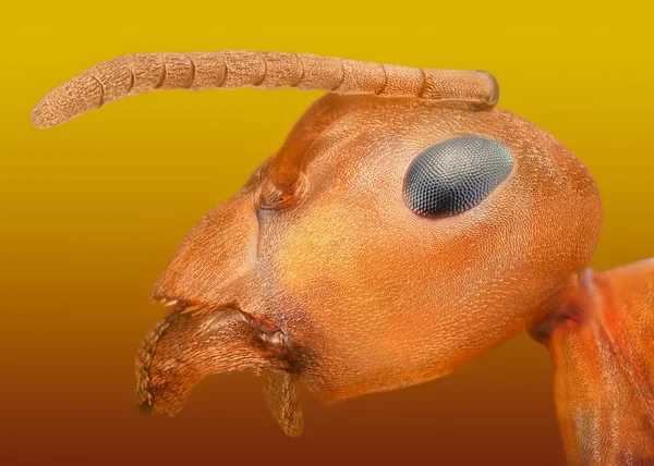 Fórmica rufa macro extrema de formiga — Fotografia de Stock