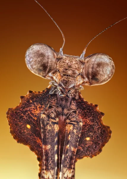 Malajziai halott levél Mantis/imádkozó sáska (Deroplatys Dessicata) szélsőséges éles és részletes portré makróként — Stock Fotó