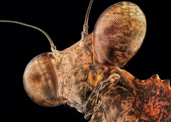 Malaysian martwy liść modliszki/Praying Mantis (Deroplatys Dessicata) extreme ostre i szczegółowe portret makro — Zdjęcie stockowe