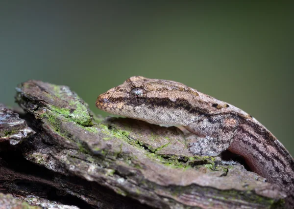 Lepidodactylus lugubris - ağlayan gecko