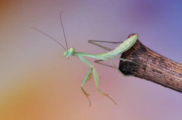 Alalomantis Sp Modliszka makro — Zdjęcie stockowe