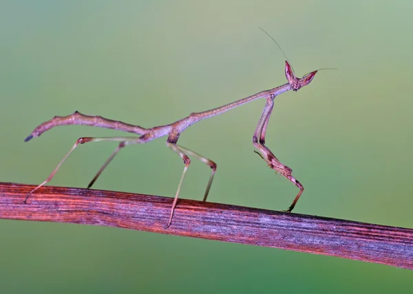 Heterochaeta bidsprinkhaan nimf macro — Stockfoto