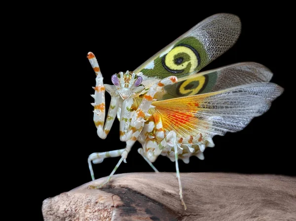 Pseudocreobotra wahlbergii masculino mantis mostrar asas — Fotografia de Stock