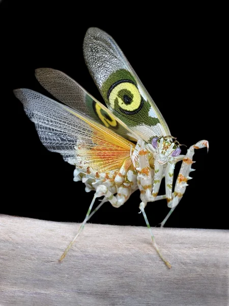 Pseudocreobotra wahlbergii αρσενικό mantis εμφάνιση φτερά — Φωτογραφία Αρχείου