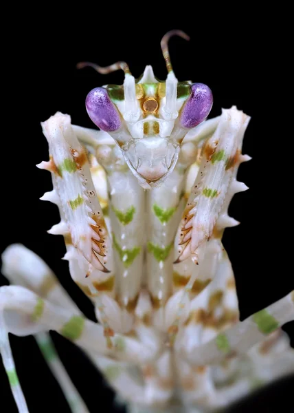 Pseudocreobotra wahlbergii mantis masculina sobre fondo negro —  Fotos de Stock