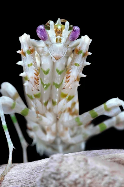 Pseudocreobotra wahlbergii mantis masculino sobre fundo preto — Fotografia de Stock