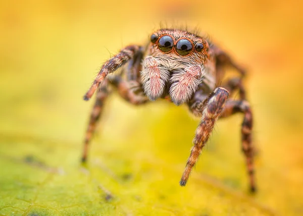 Sitticus floricola saltando aranha macro — Fotografia de Stock