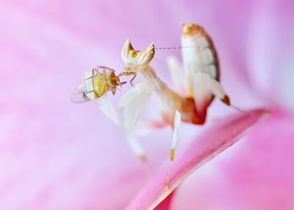 Hymenopus coronatus ninfa L2 mantis macro com presa em flor de orquídea — Fotografia de Stock