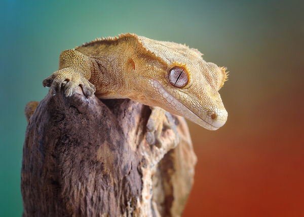 A female crested gecko macro